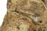 Sandstone With Rooted Hadrosaur Tooth, Tendon & Bone - Wyoming #227966-4